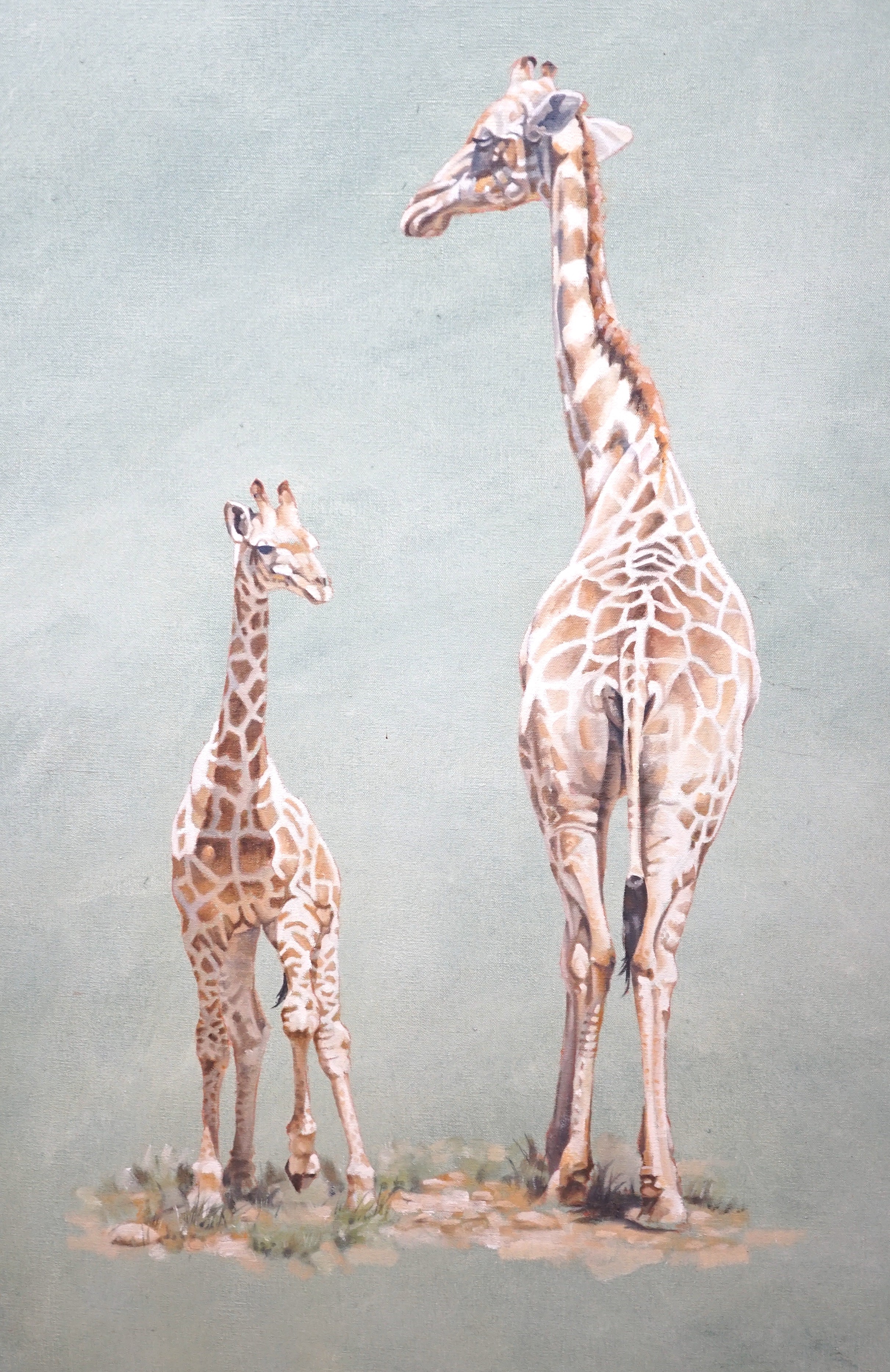 After David Shepherd, oil on canvas, Two giraffes, 99 x 79cm, unframed